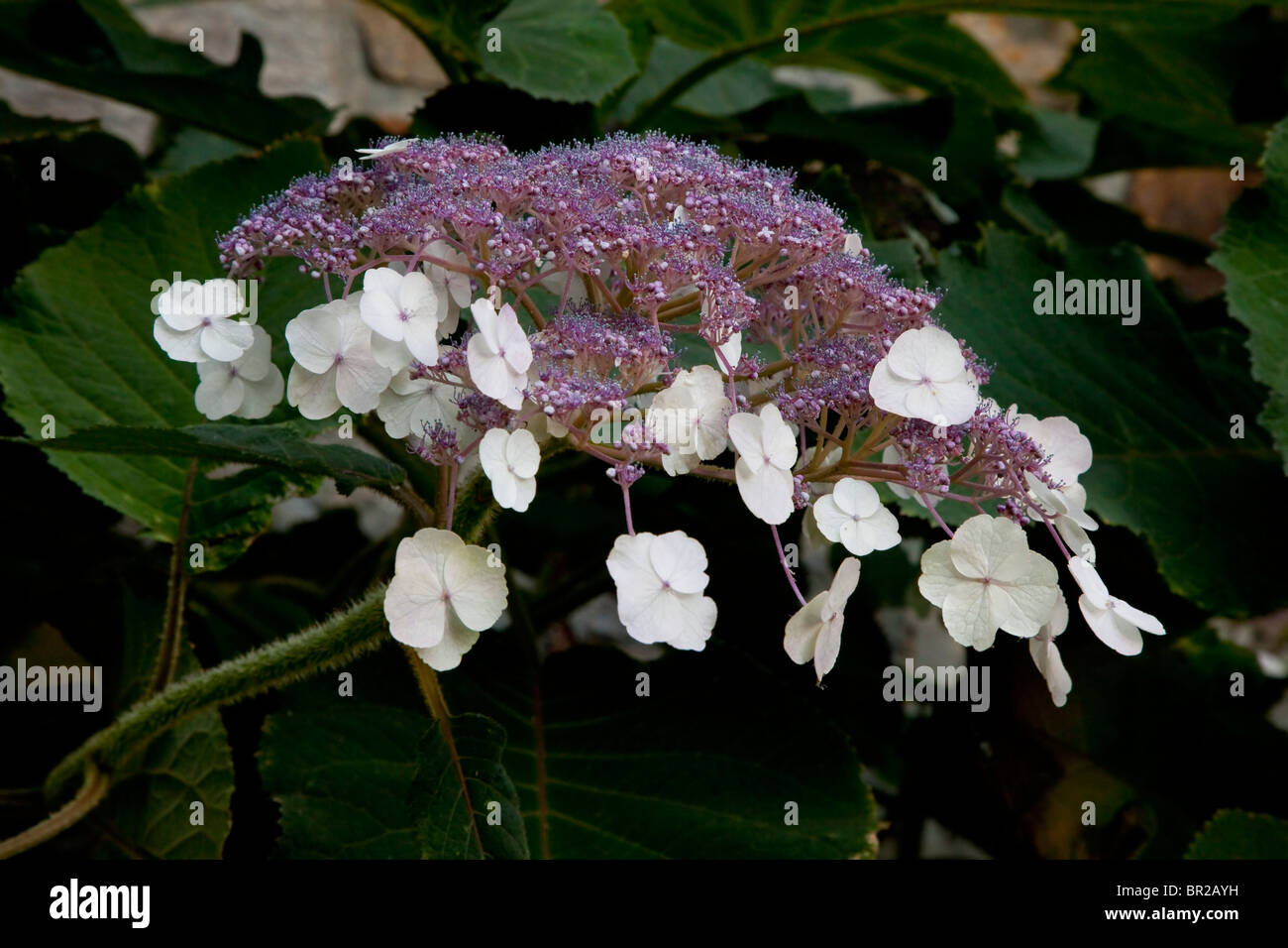 Fioritura arbusto, Hydrangea aspera (= H. Villosa) Foto Stock