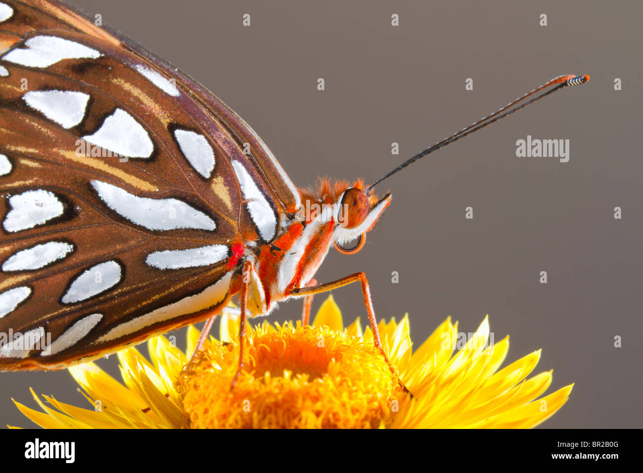 Gulf Fritillary o una passione butterfly (Agraulis vanillae), Georgia, Stati Uniti d'America. Foto Stock