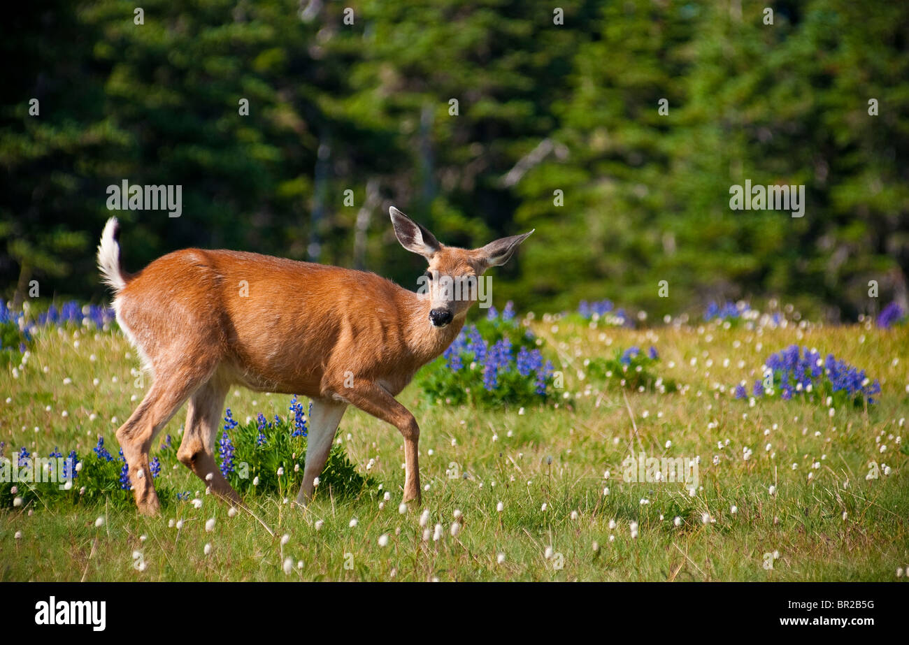 Nero-tailed deer, Hurricane Ridge, il Parco Nazionale di Olympic, Washington. Foto Stock