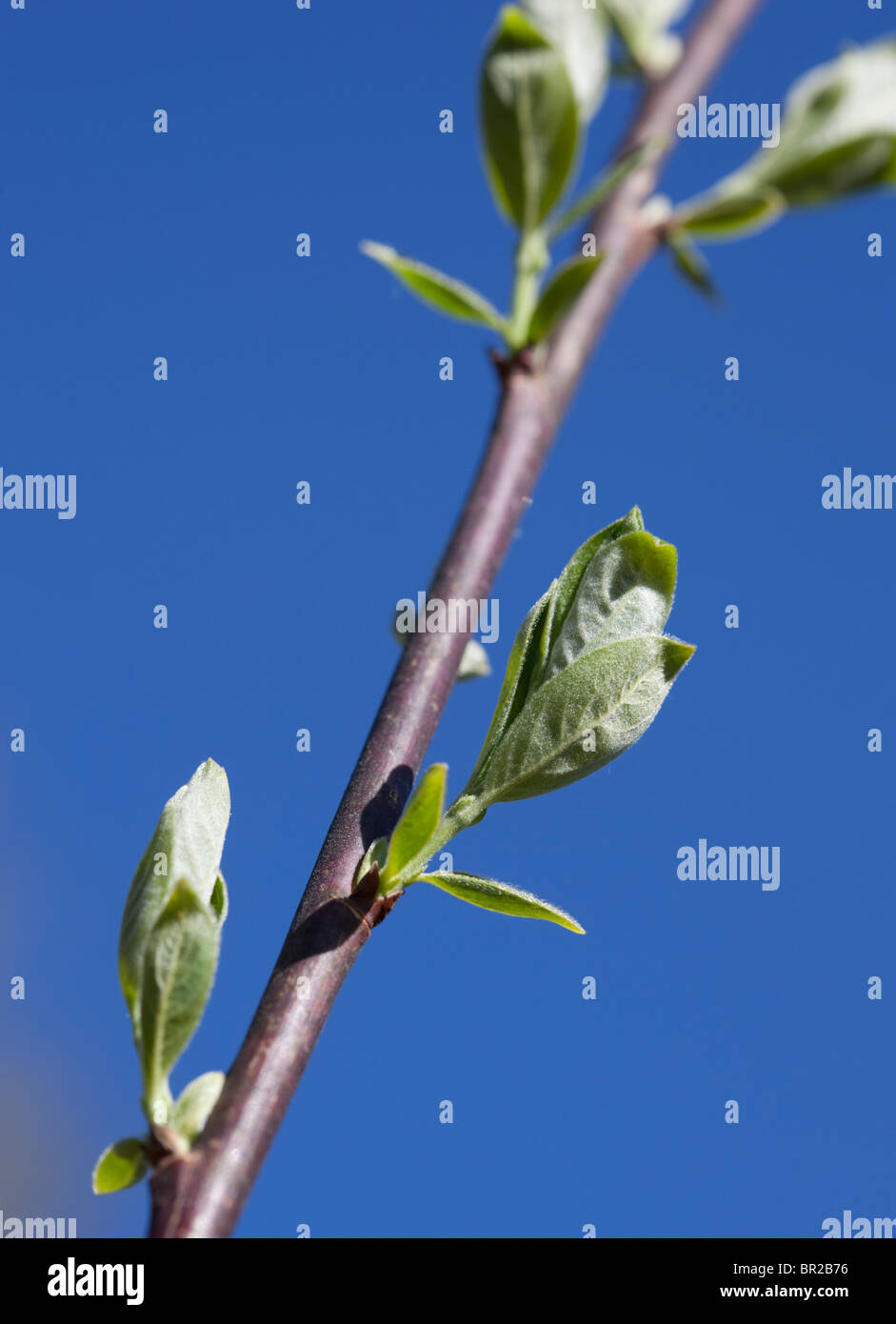Albero di salice ( Salix ) succursale con nuove foglie a molla Foto Stock