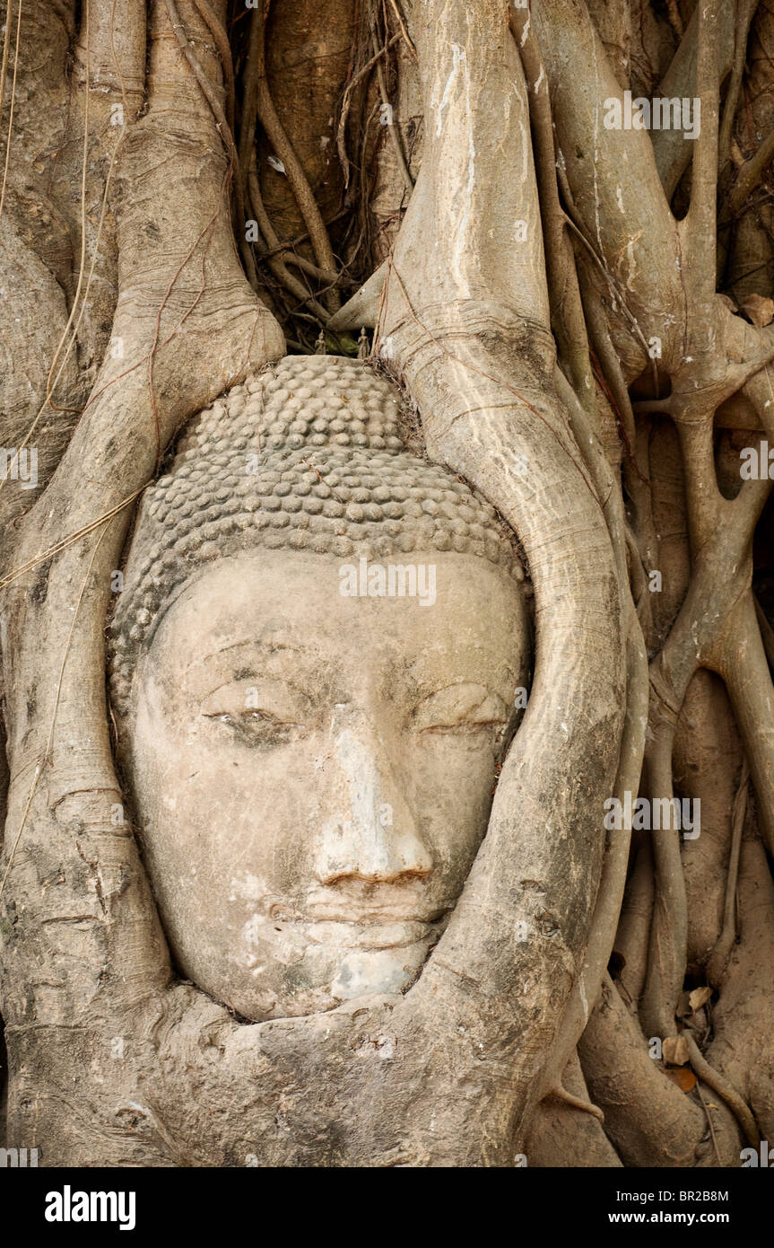 Buddha in pietra testa annegata in bodhi radici di albero di Wat Mahathat tempio buddista delle rovine di Ayutthaya, Thailandia. Foto Stock