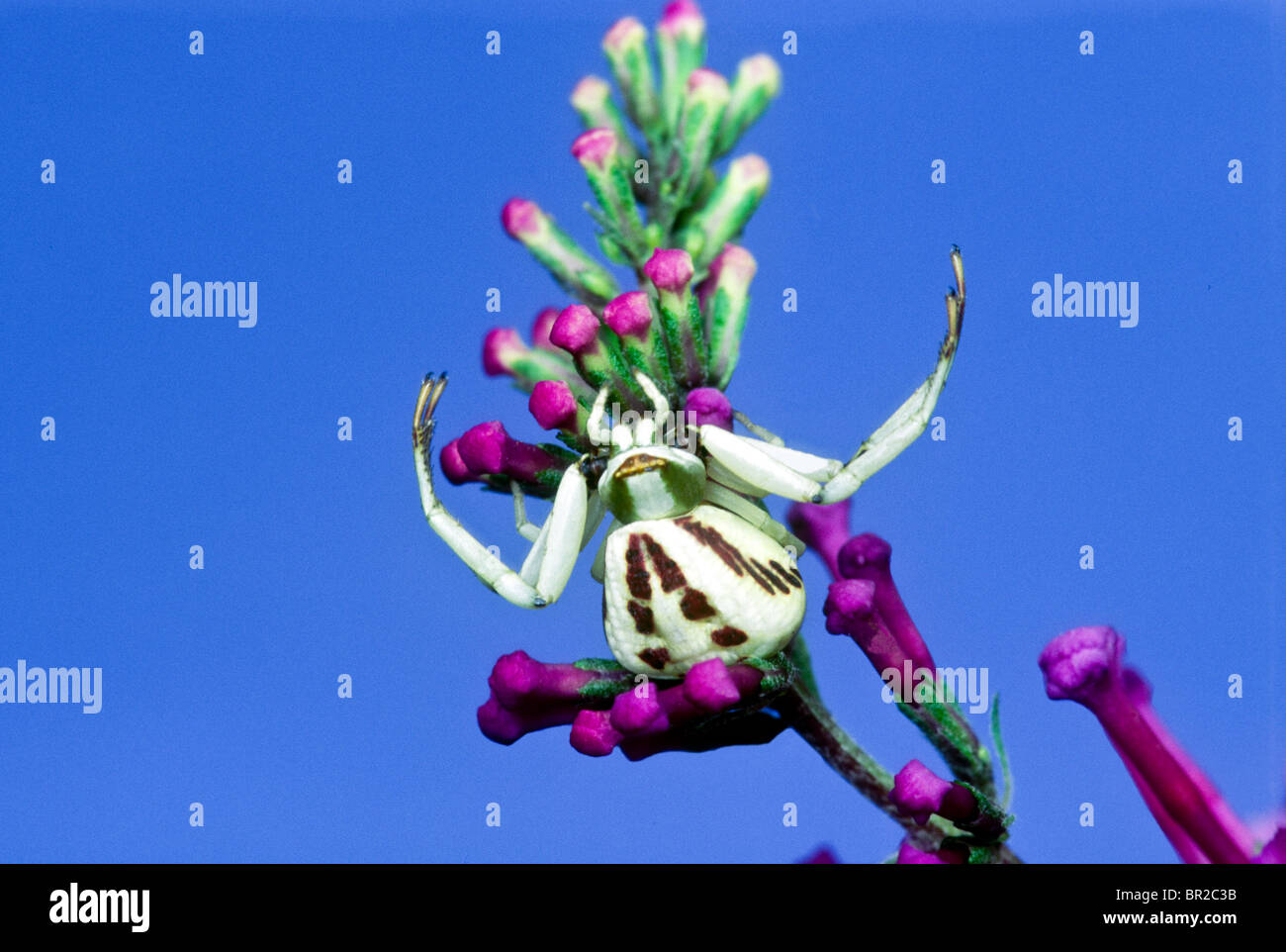 Il ragno granchio (Thomisidae), un artropodi che attende di fiori fino a quando la sua preda arriva lungo e viene afferrato Foto Stock