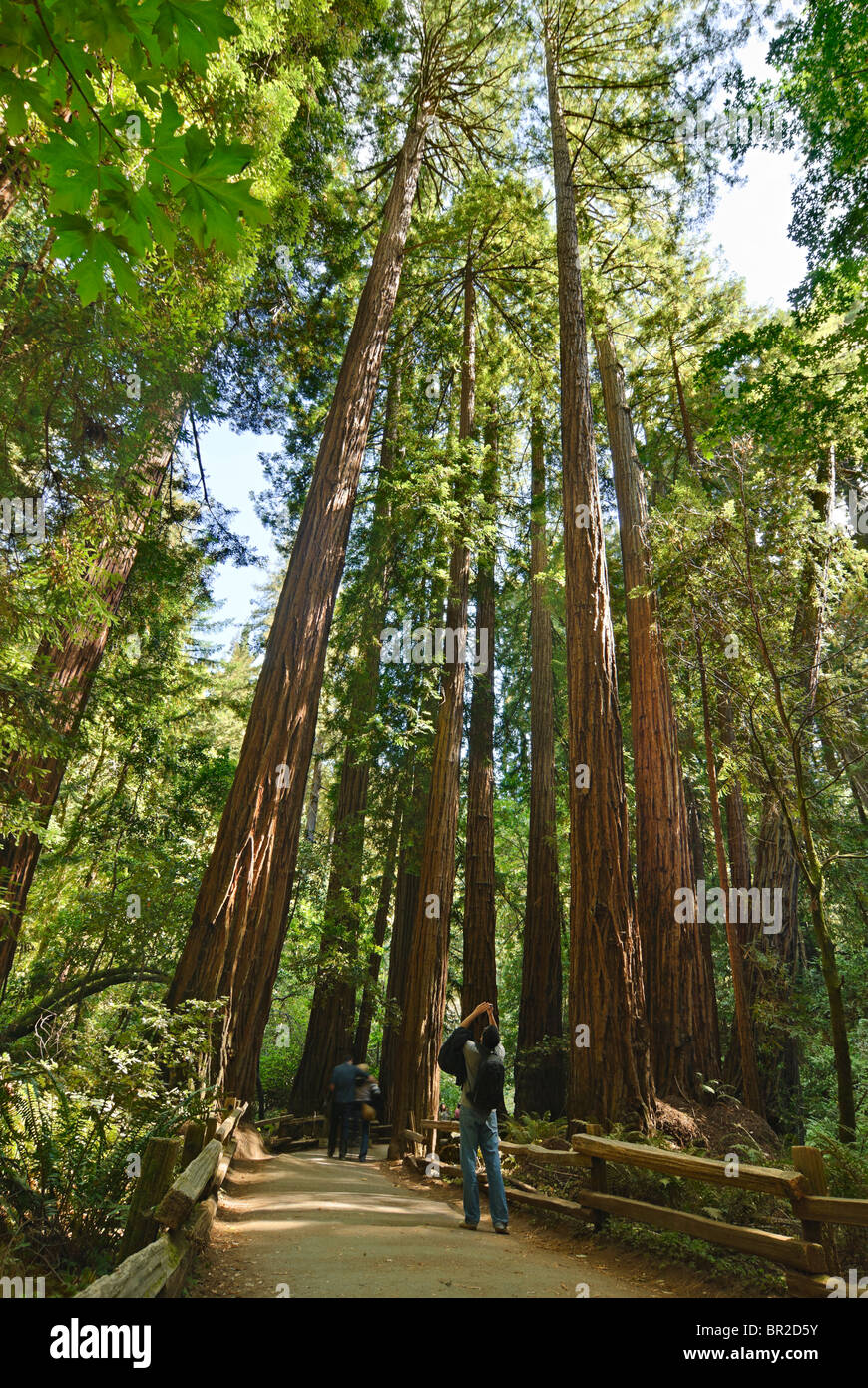 Redwood foresta di Muir Woods National Monument. Foto Stock