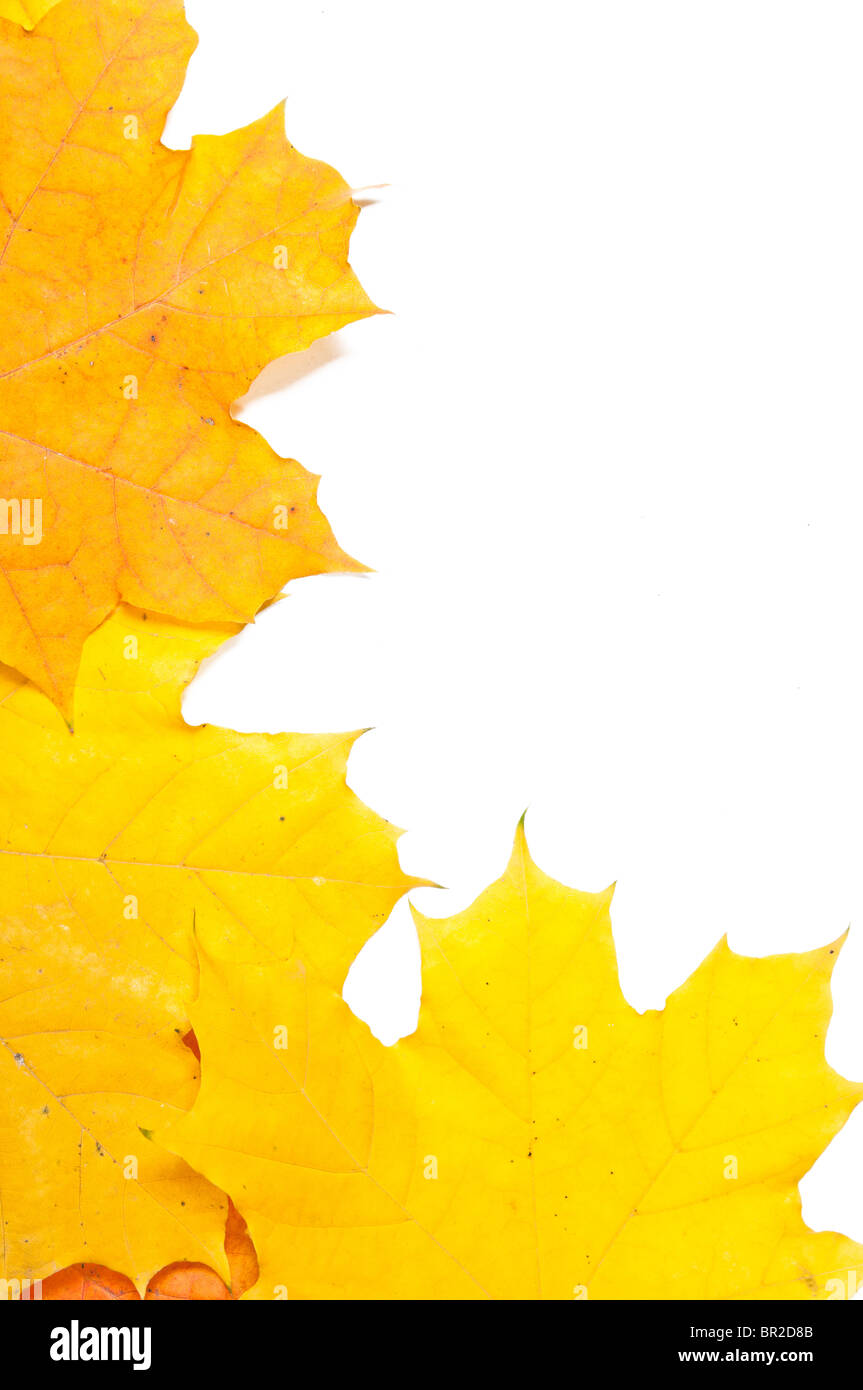 Struttura di autunno Foto Stock