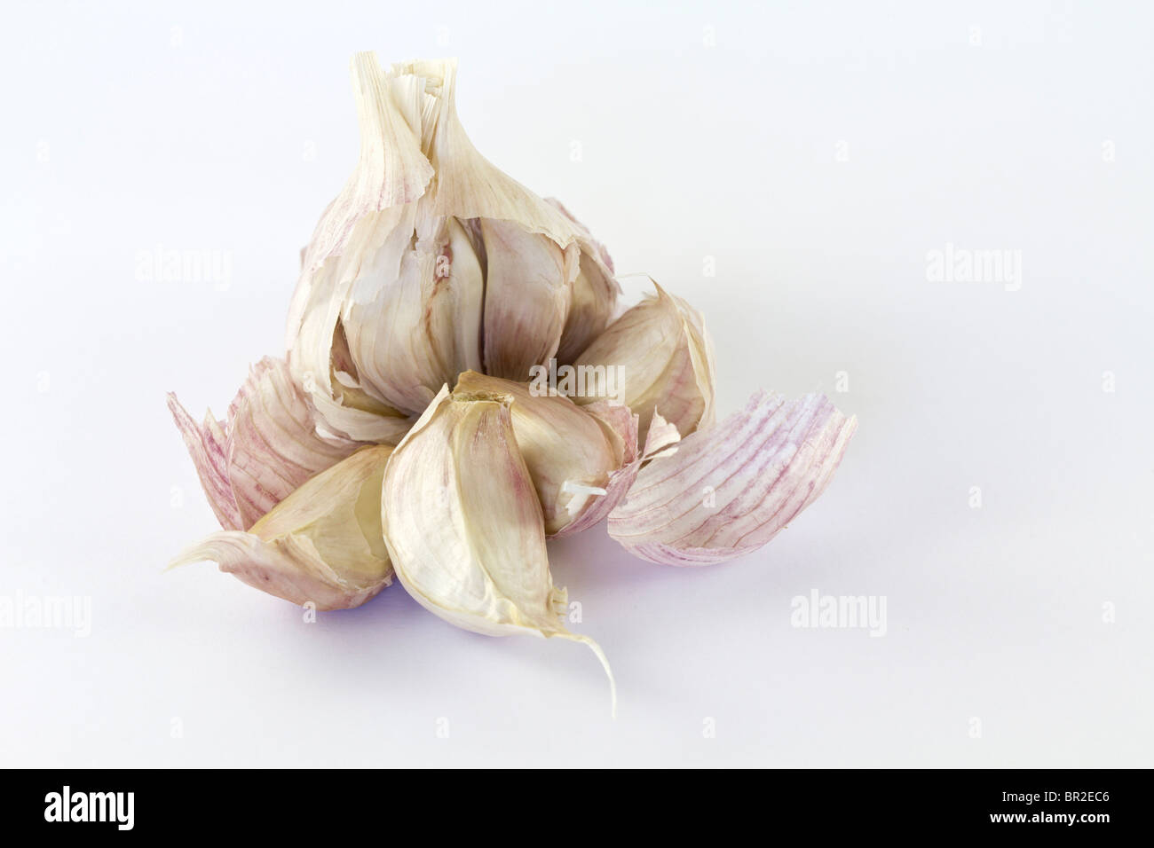 Viola bulbo aglio che è stato rotto aprire. sfondo bianco, Foto Stock