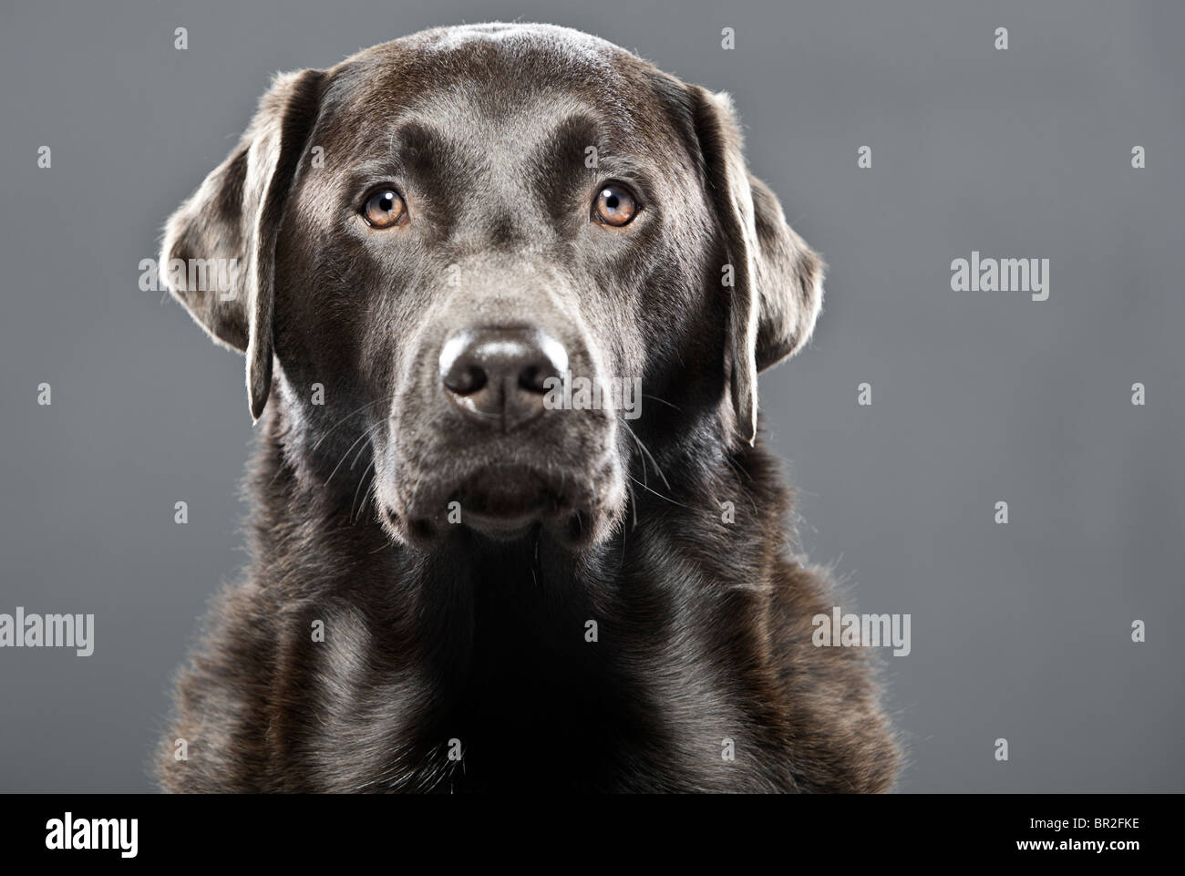 Meraviglioso Ritratto di un bel cioccolato Labrador maschio Foto Stock