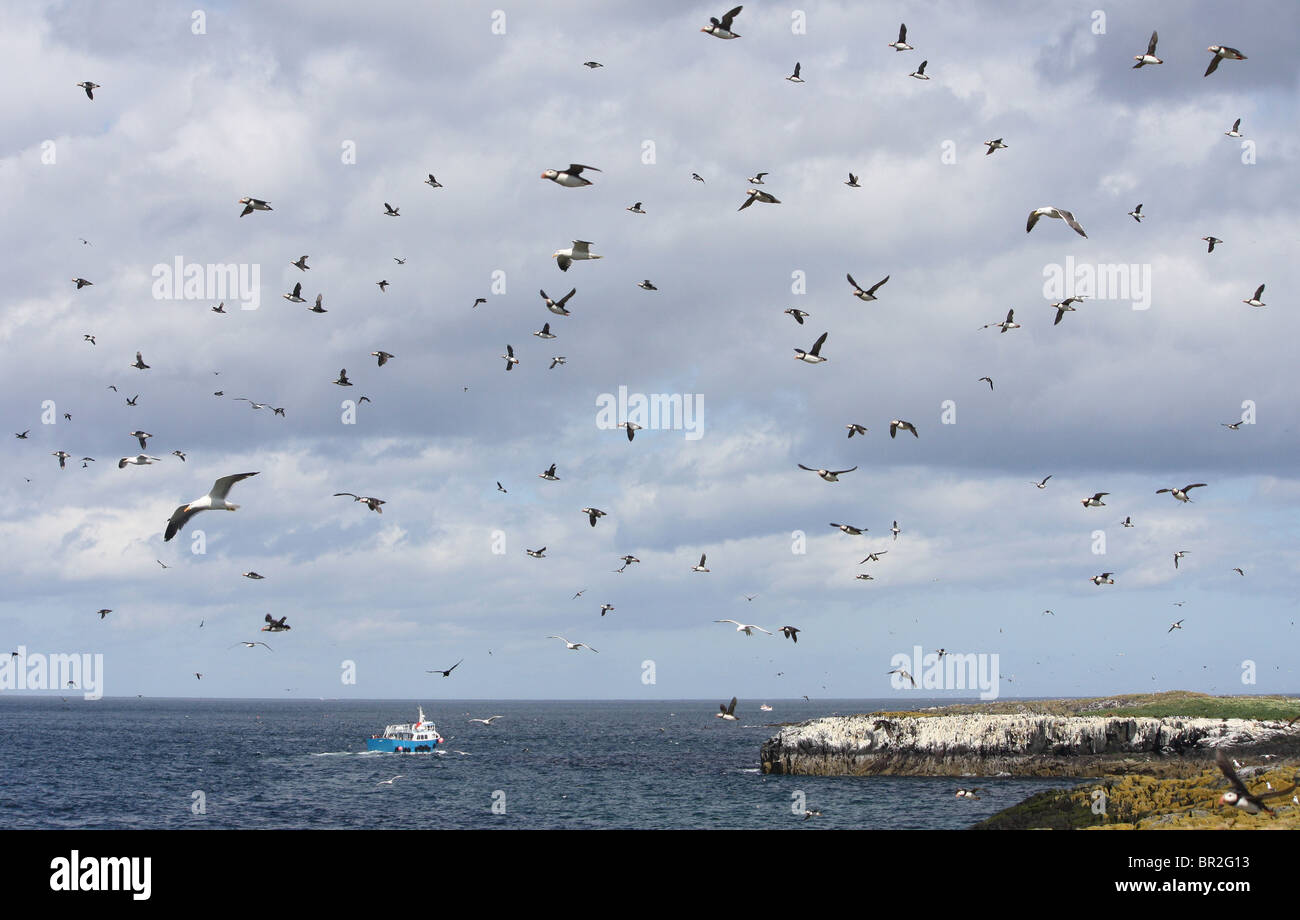 Molti uccelli di decollo in panico come un airone dal continente sbarca sulle isole di farne in Northumberland, Inghilterra, Regno Unito. Foto Stock