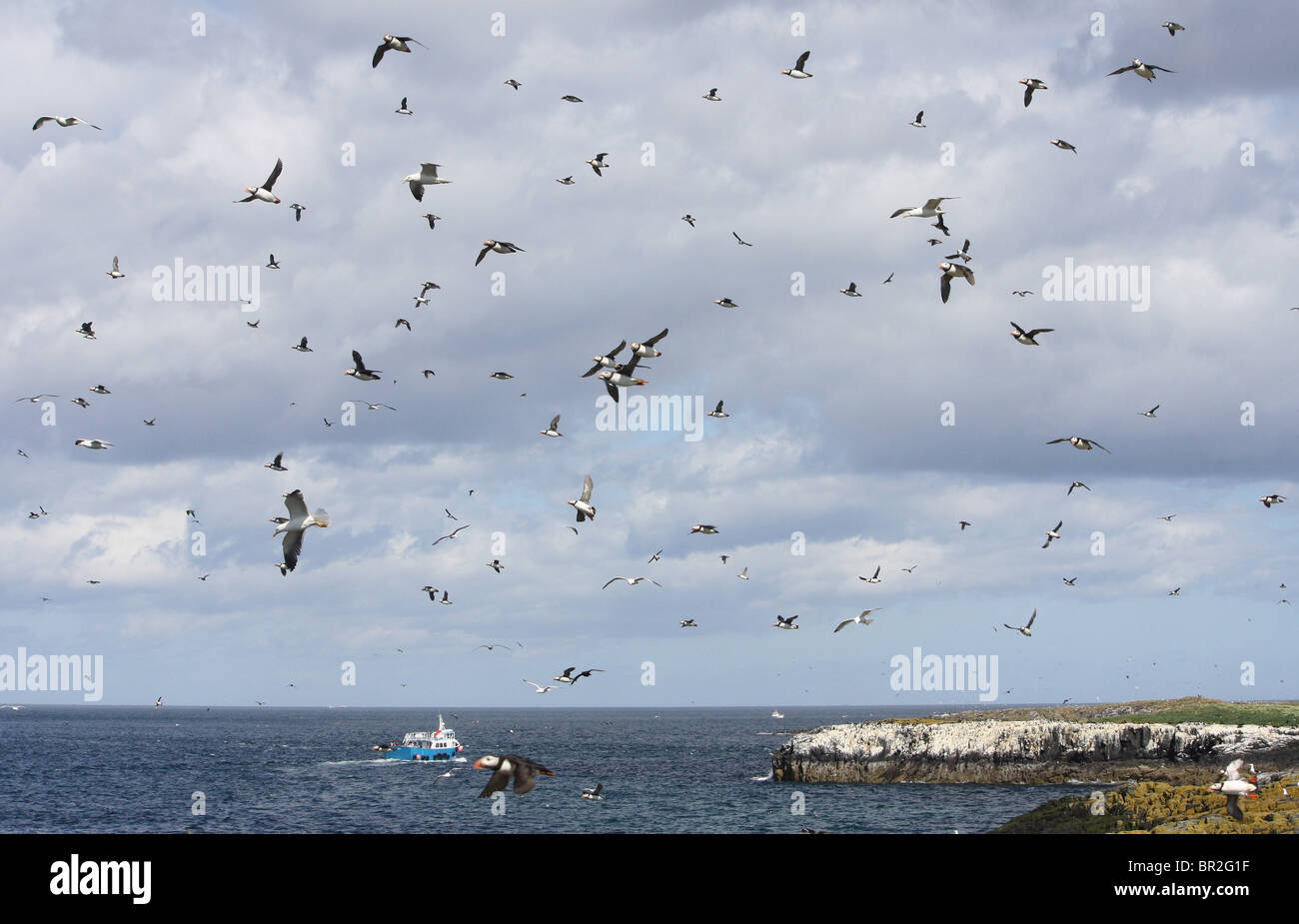 Molti uccelli di decollo in panico come un airone dal continente sbarca sulle isole di farne in Northumberland, Inghilterra, Regno Unito. Foto Stock