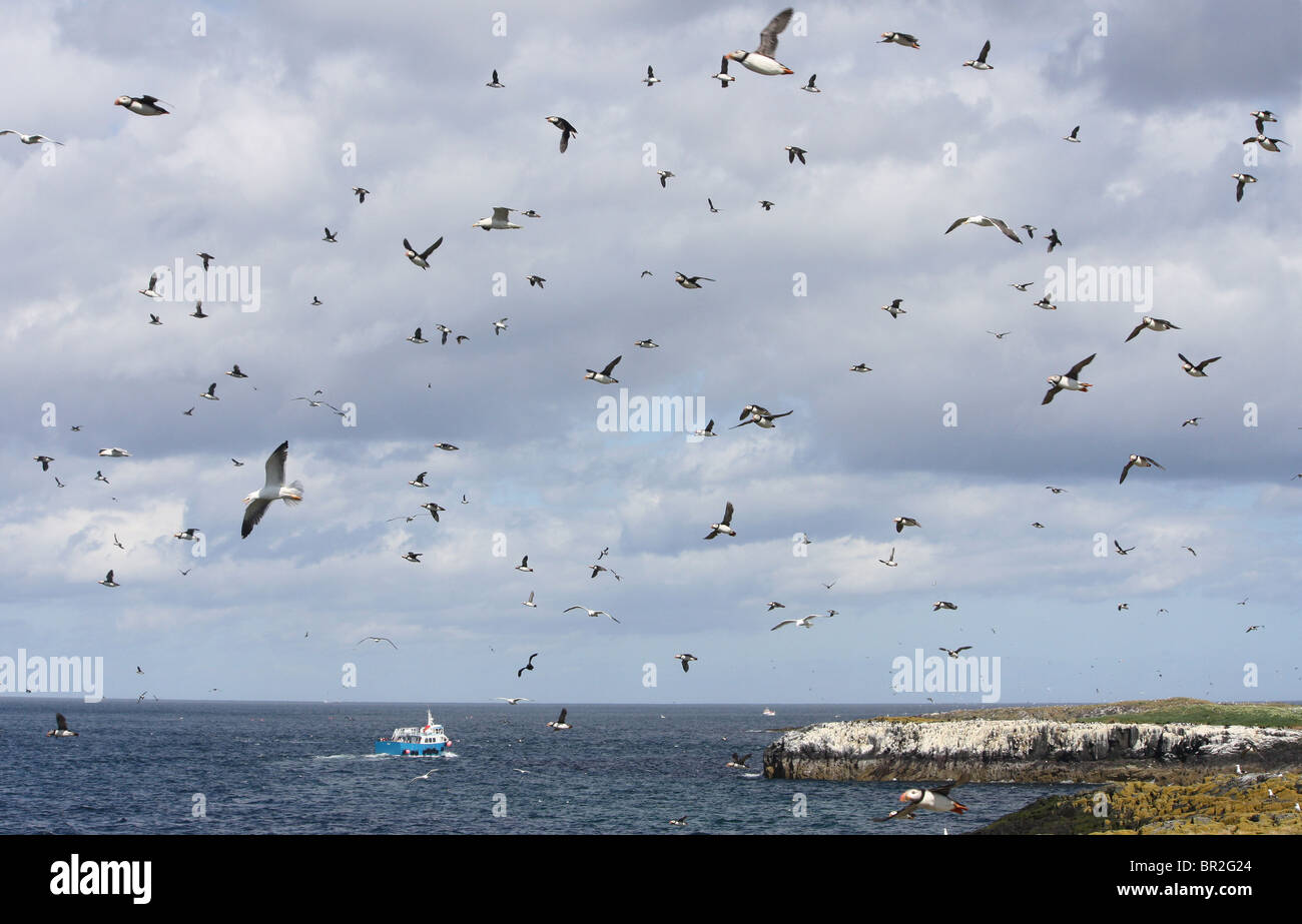 Molti uccelli di decollo in panico come un airone dal continente sbarca sulle isole di farne in Northumberland, Inghilterra, Regno Unito. Foto Stock