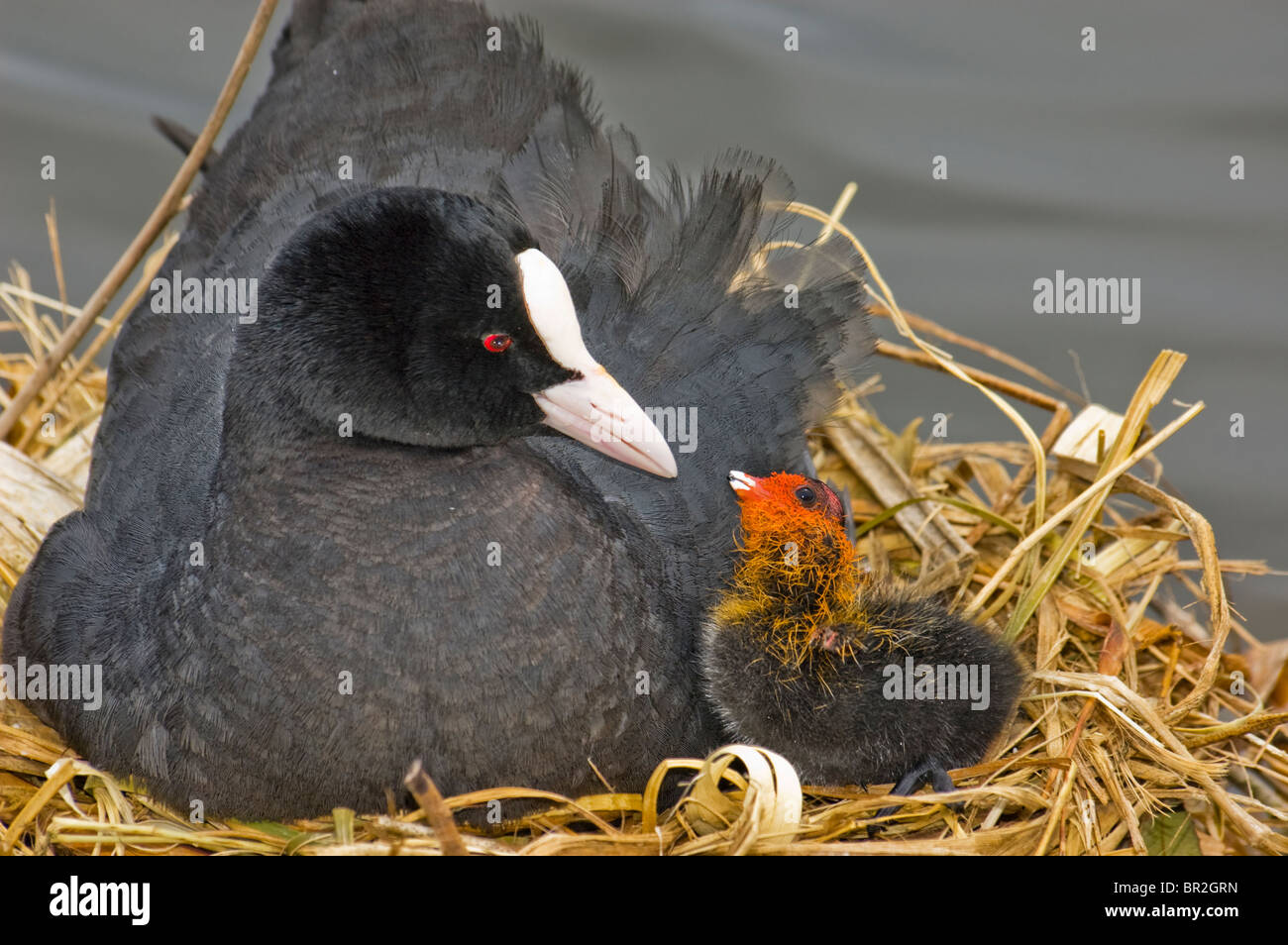 La folaga (fulica atra) una folaga pulcino su un nido al momento del pasto. Foto Stock