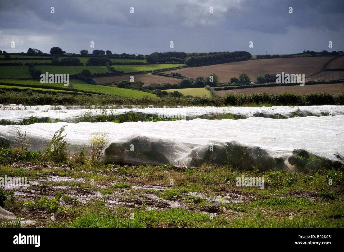 Colture di copertura con della pellicola di plastica per aumentare la produzione agricola,blot sul paesaggio,cornwall Foto Stock