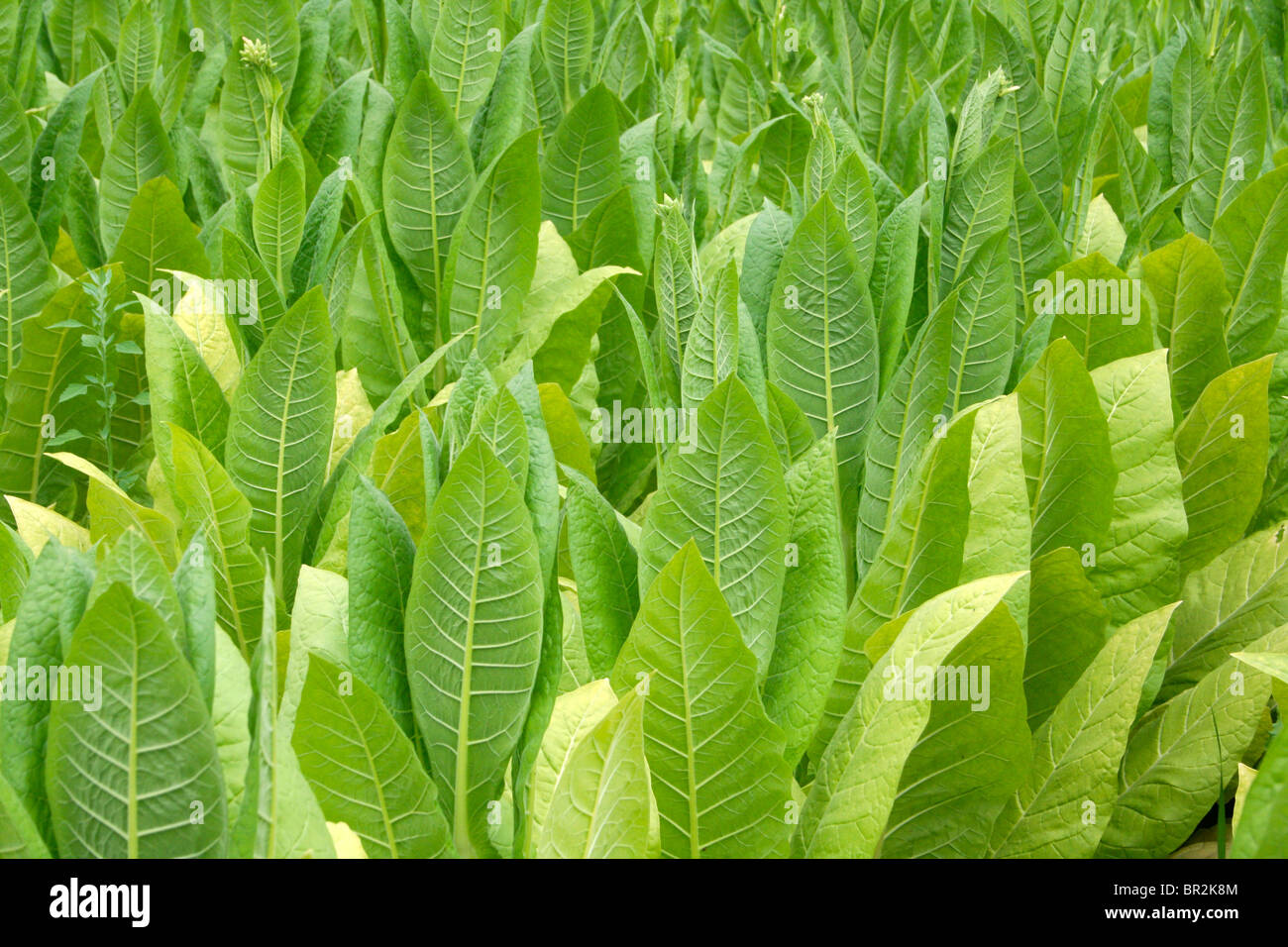 Le piante di tabacco crescente nei campi Lot et Garonne francia Foto Stock