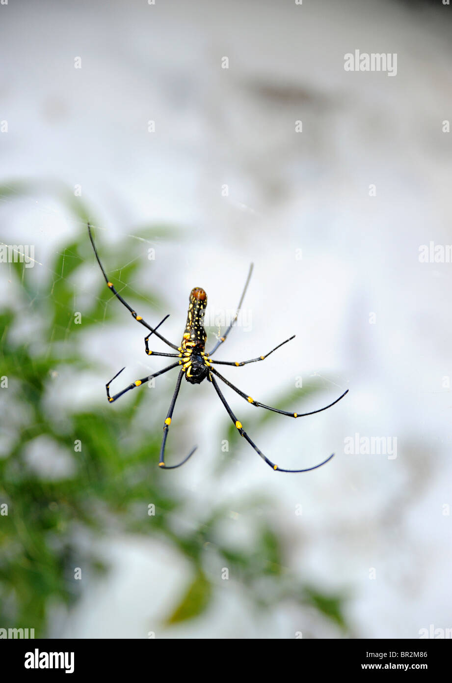 Ragno appeso in una rete, Kerala, India. Joro Spider, noto anche come specie invasive "Fortune-Teller" in altre parti del mondo, compresi gli Stati Uniti Foto Stock