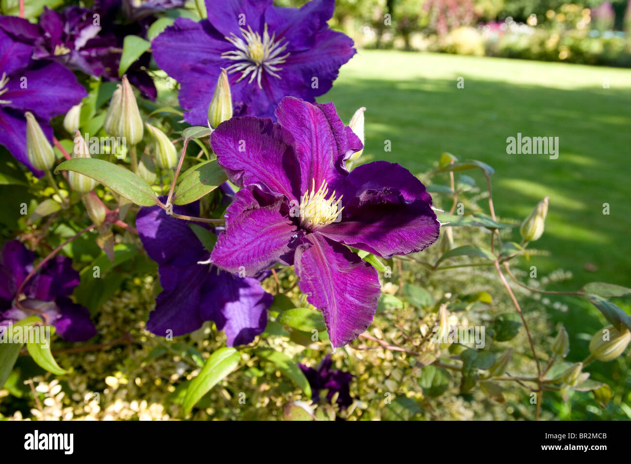 La clematide Jackmanii scalatore perenne Foto Stock