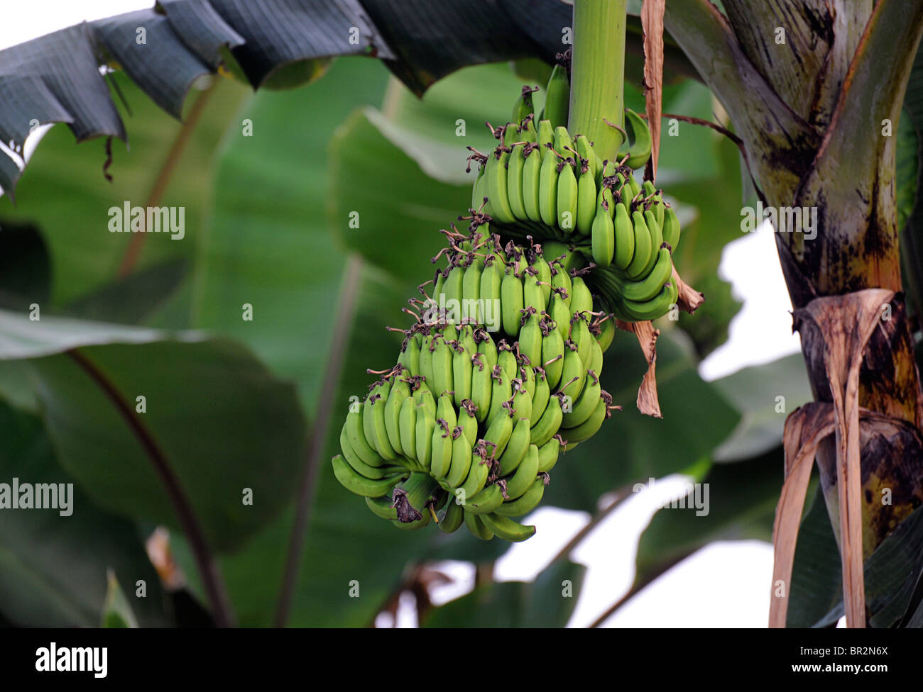 Le banane fresche su un albero, Kerala, India Foto Stock