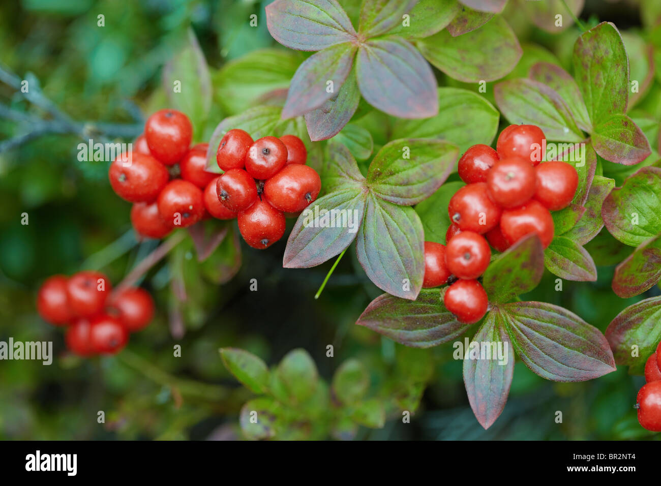 Red bacche mature Bunchberry nei boschi del nord Foto Stock