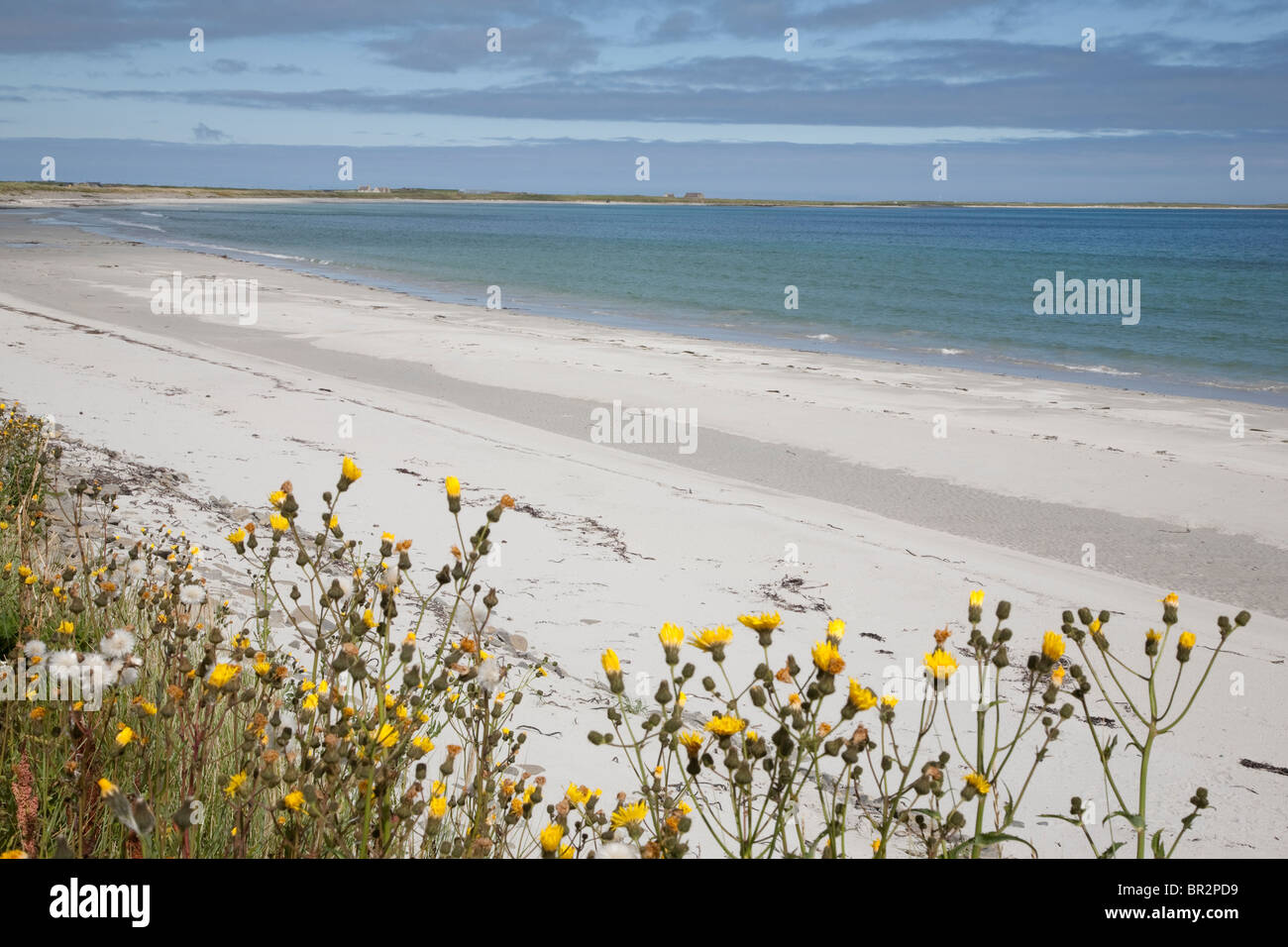 Baia di Lopness Beach, Isola di Sanday, Orkney Islands, Scozia Foto Stock