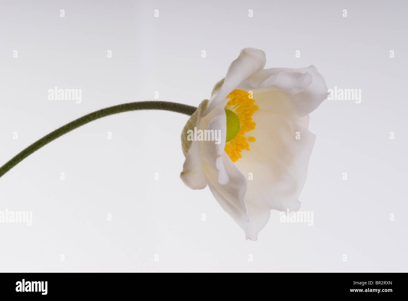Anemone japonica "Alba" Foto Stock