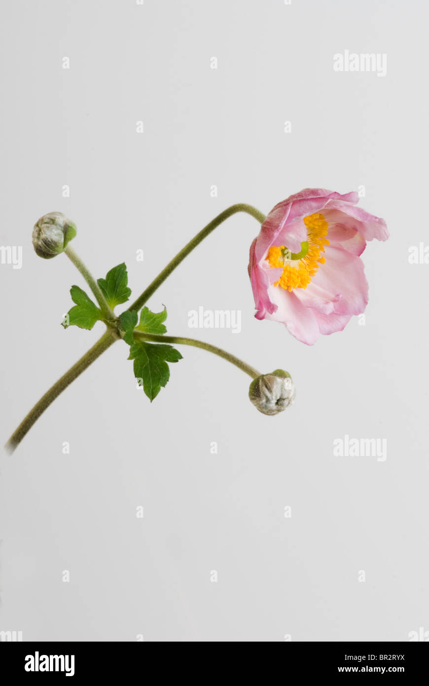 Anemone hybrida "Queen Charlotte' Foto Stock