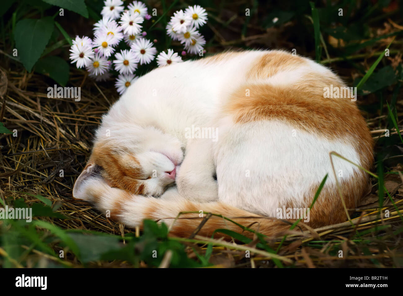 Un rosso gatto dorme in giardino. Foto Stock