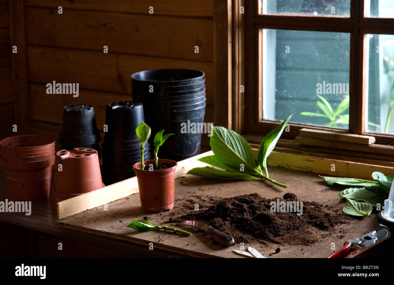 Banco in un Potting Shed. Foto Stock