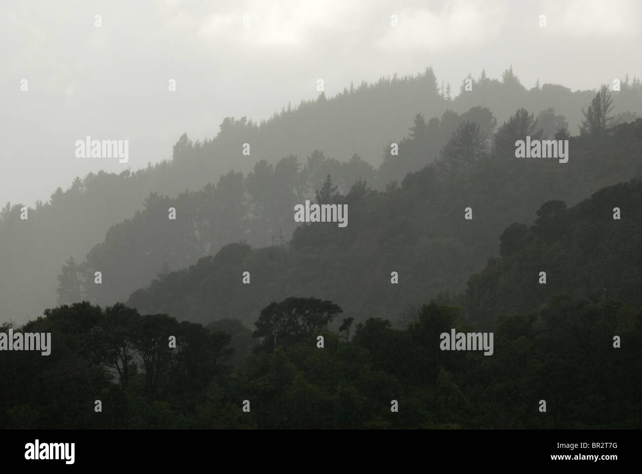 Alberi sulle creste in pioggia, Grove braccio, Queen Charlotte Sound, Marlborough Sounds, Isola del Sud, Nuova Zelanda Foto Stock