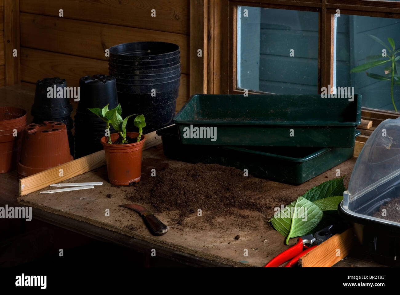 Banco in un Potting Shed. Foto Stock