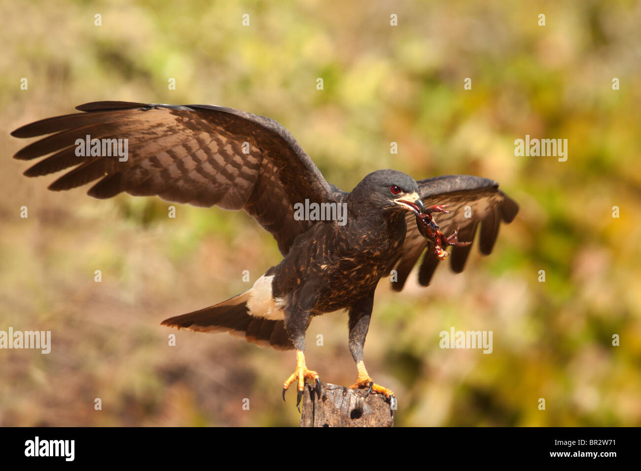 Snail Kite mangiare Granchio Foto Stock