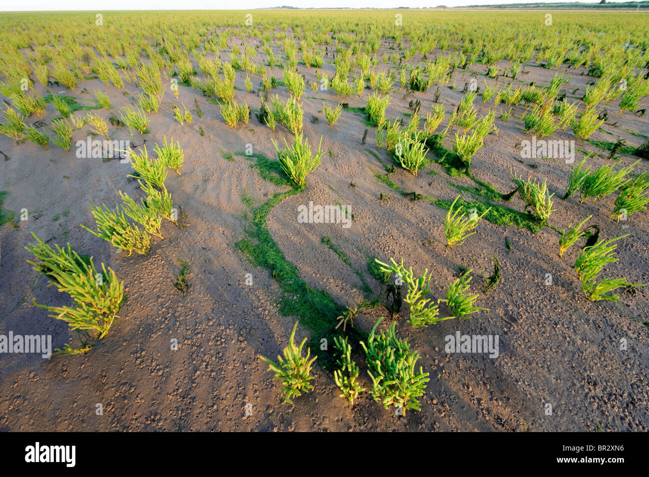 Marsh Samphire. Salicornie. Salicornia europaea crescono sulle velme e pronta per la mietitura. Foto Stock