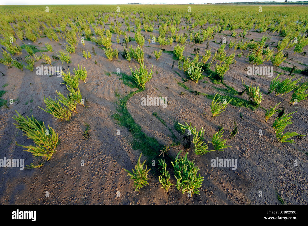 Marsh Samphire. L'erba di vetro. Salicornia europaea cresce sui fanghi del Lincolnshire e pronta per la raccolta. Foto Stock