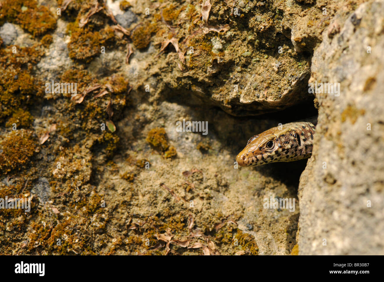 Roccia greco Lizard (Hellenolacerta graeca; Lacerta graeca), il peering out di una crepa di pietra, Grecia, Peloponnes, Messinien Foto Stock