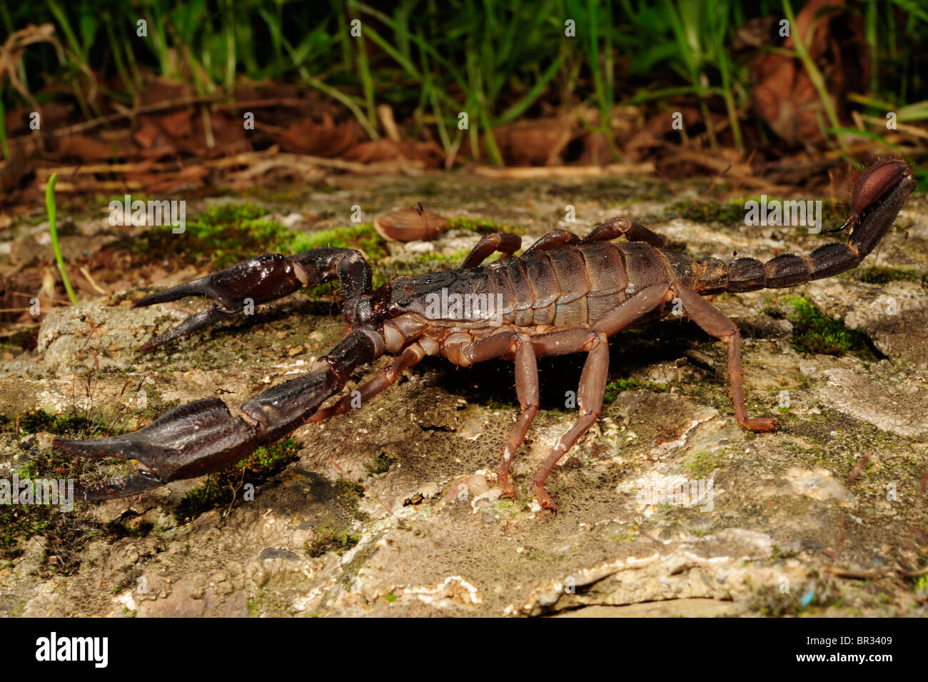 Scorpioni (Iurus dufoureius ), più grande scorpion specie di Grecia, Grecia, Peloponnes, Mani Foto Stock