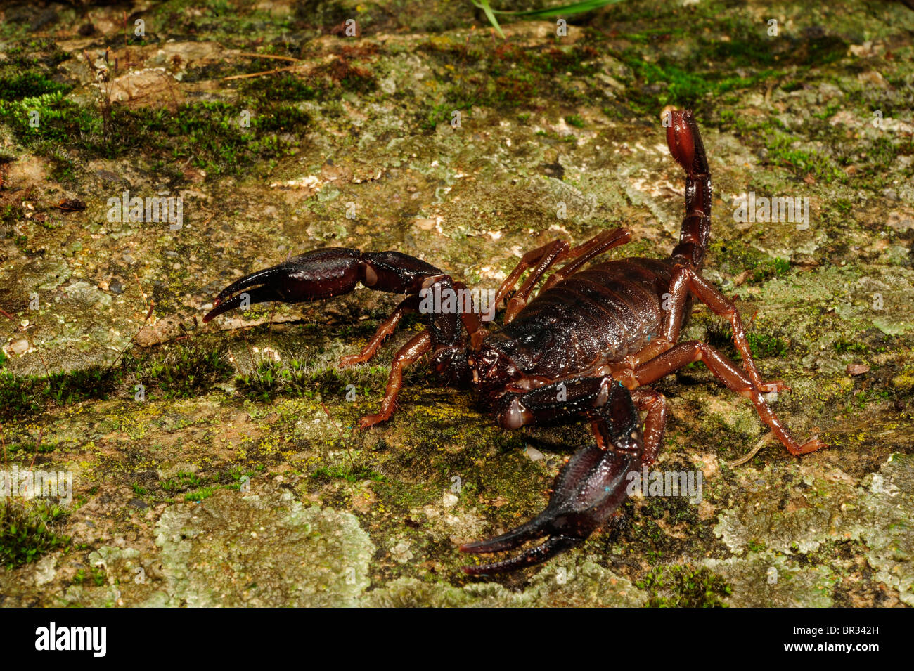 Scorpioni (Iurus dufoureius), seduto a terra, Grecia, Peloponnes, Mani Foto Stock