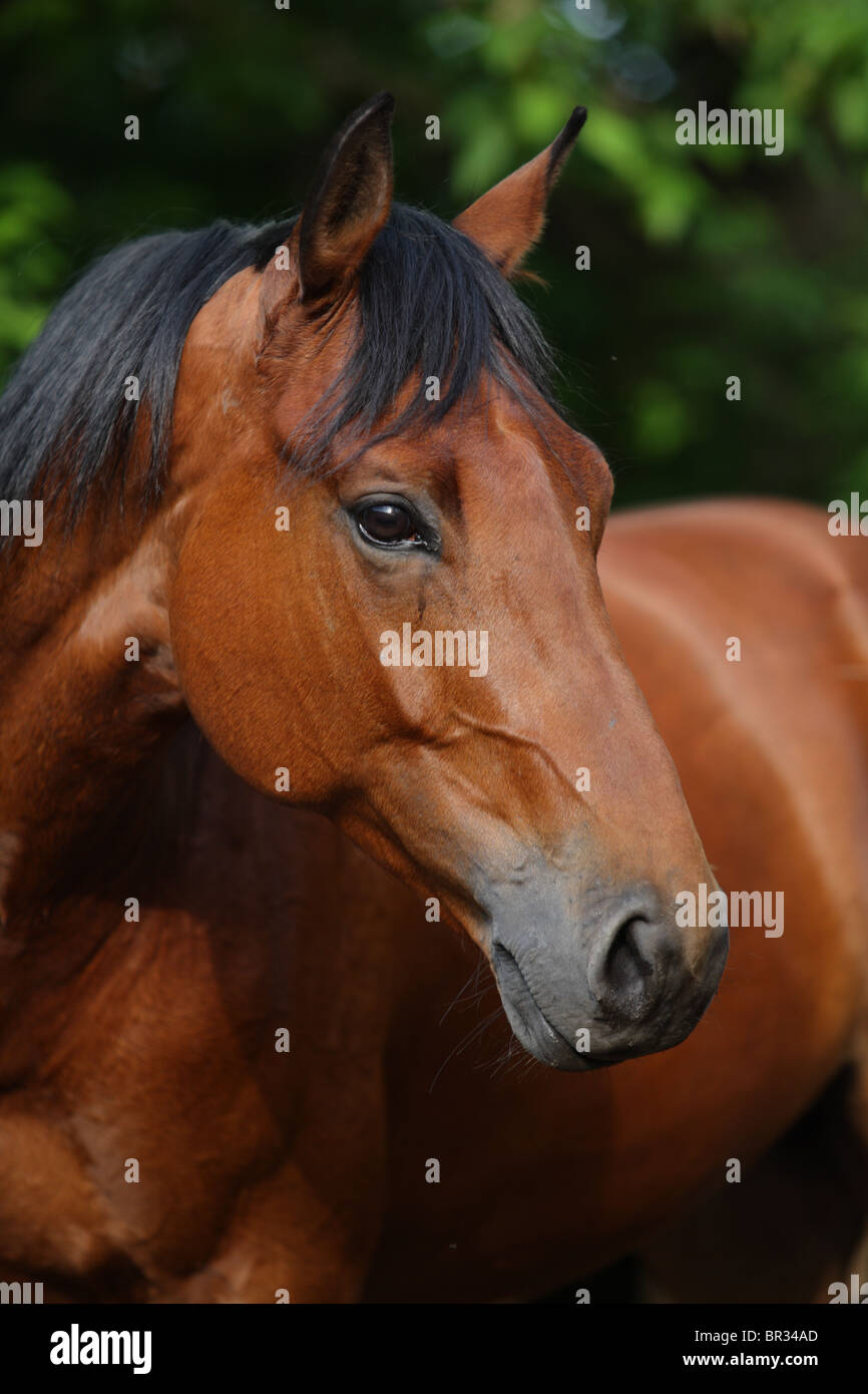 Testa di cavallo di Baia Foto Stock