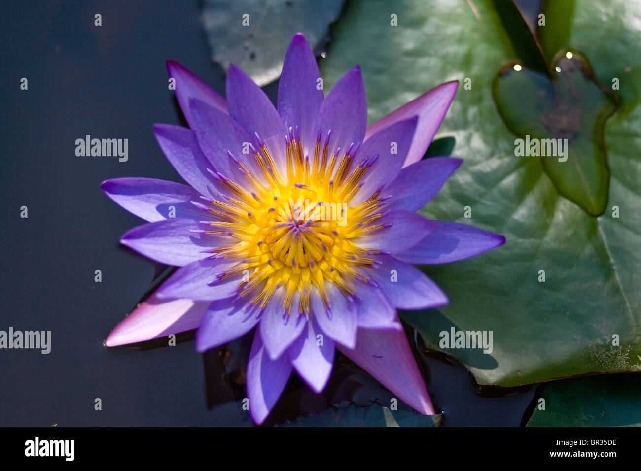 Un fiore di loto e foglia sull'acqua Foto Stock