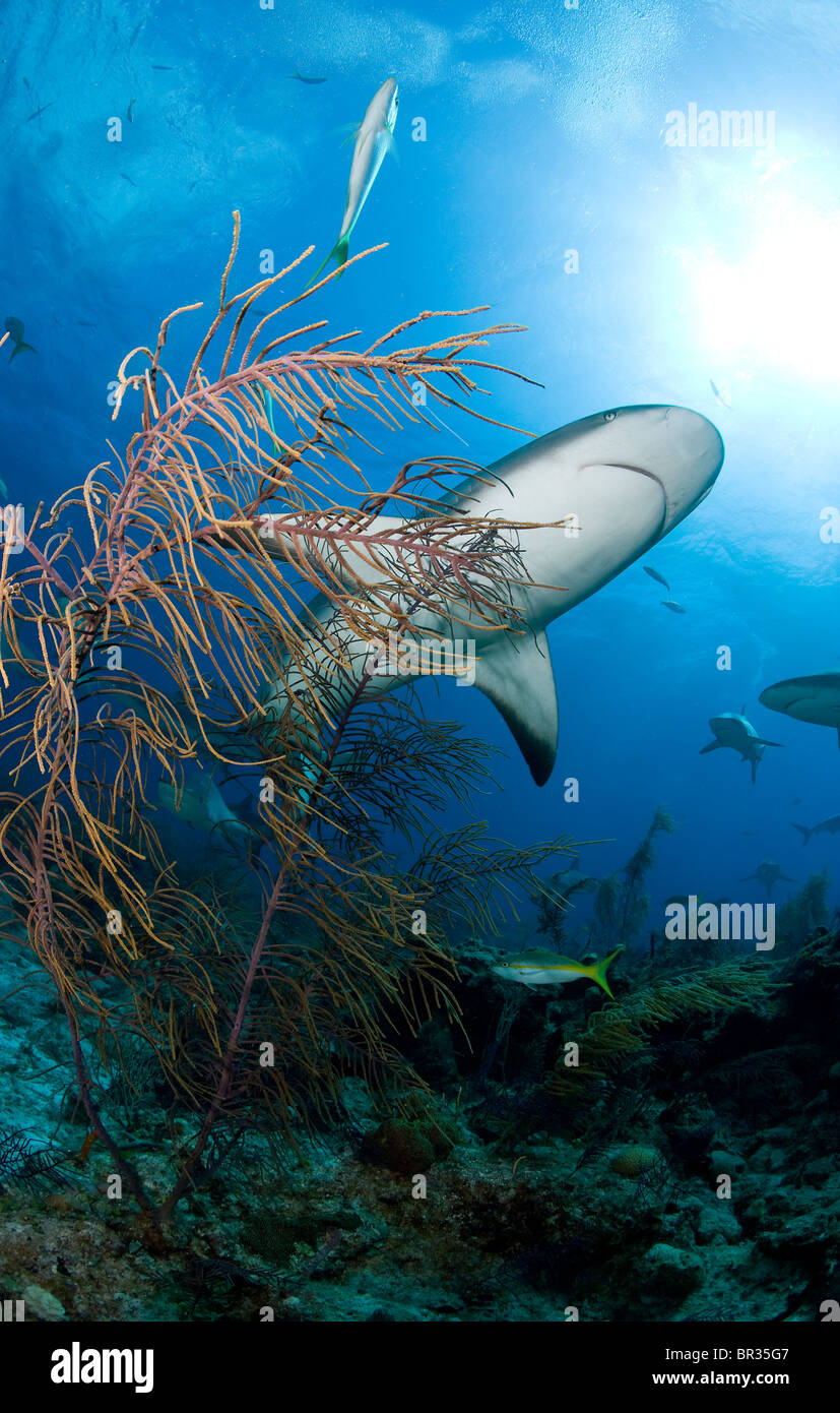 Caribbean reef shark (Carcharhinus perezi) su una barriera corallina in New Providence, Bahamas Foto Stock
