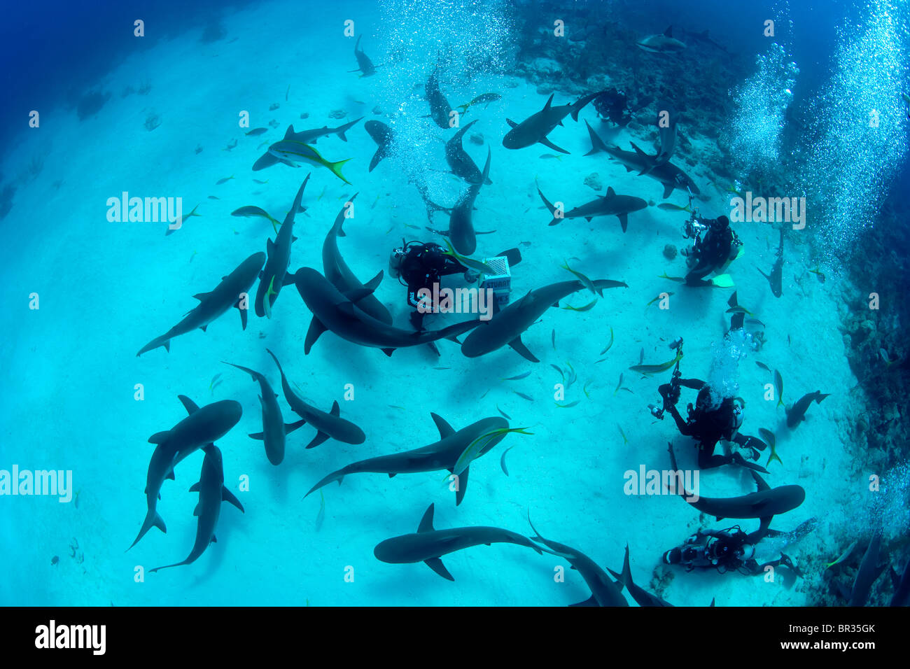 Caribbean reef shark (Carcharhinus perezi) vicino a New Providence, Bahamas Foto Stock