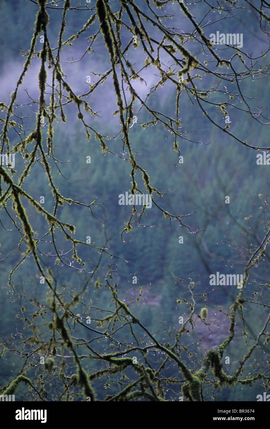 Vecchia Foresta scenic. La British Columbia, Canada Foto Stock