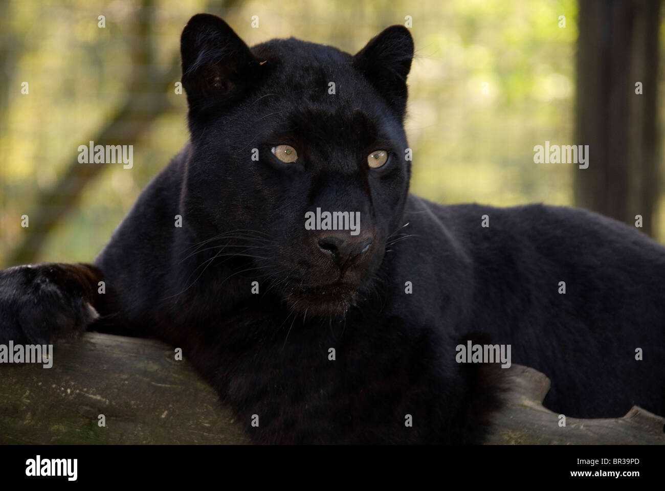 Melanistic o leopardo nero una mutazione genetica causata dalla maggiore quantità di melanina in geni Foto Stock