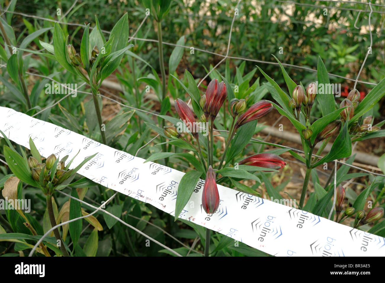 La carta a modulo continuo strisce di Amblyseius spp predatori di acari in Alstroemeria commerciale raccolto Foto Stock