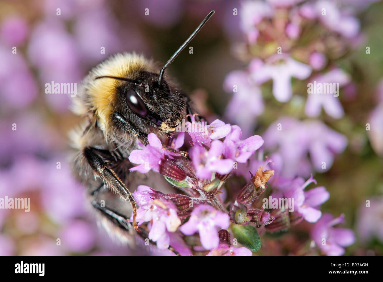 Bumblebee alimentando il timo. Foto Stock