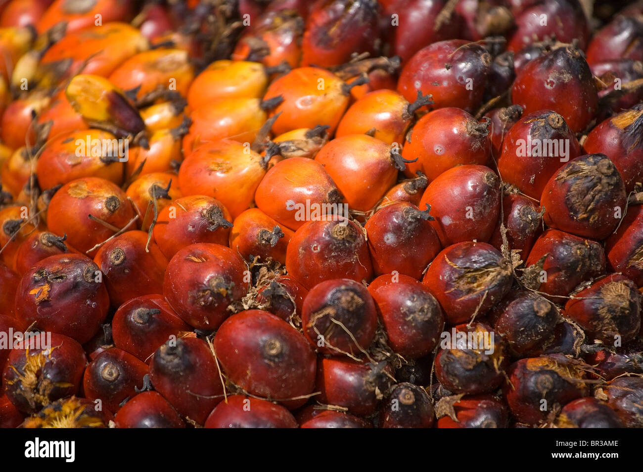 Olio di palma di frutta, olio di palma i dadi. Foto Stock