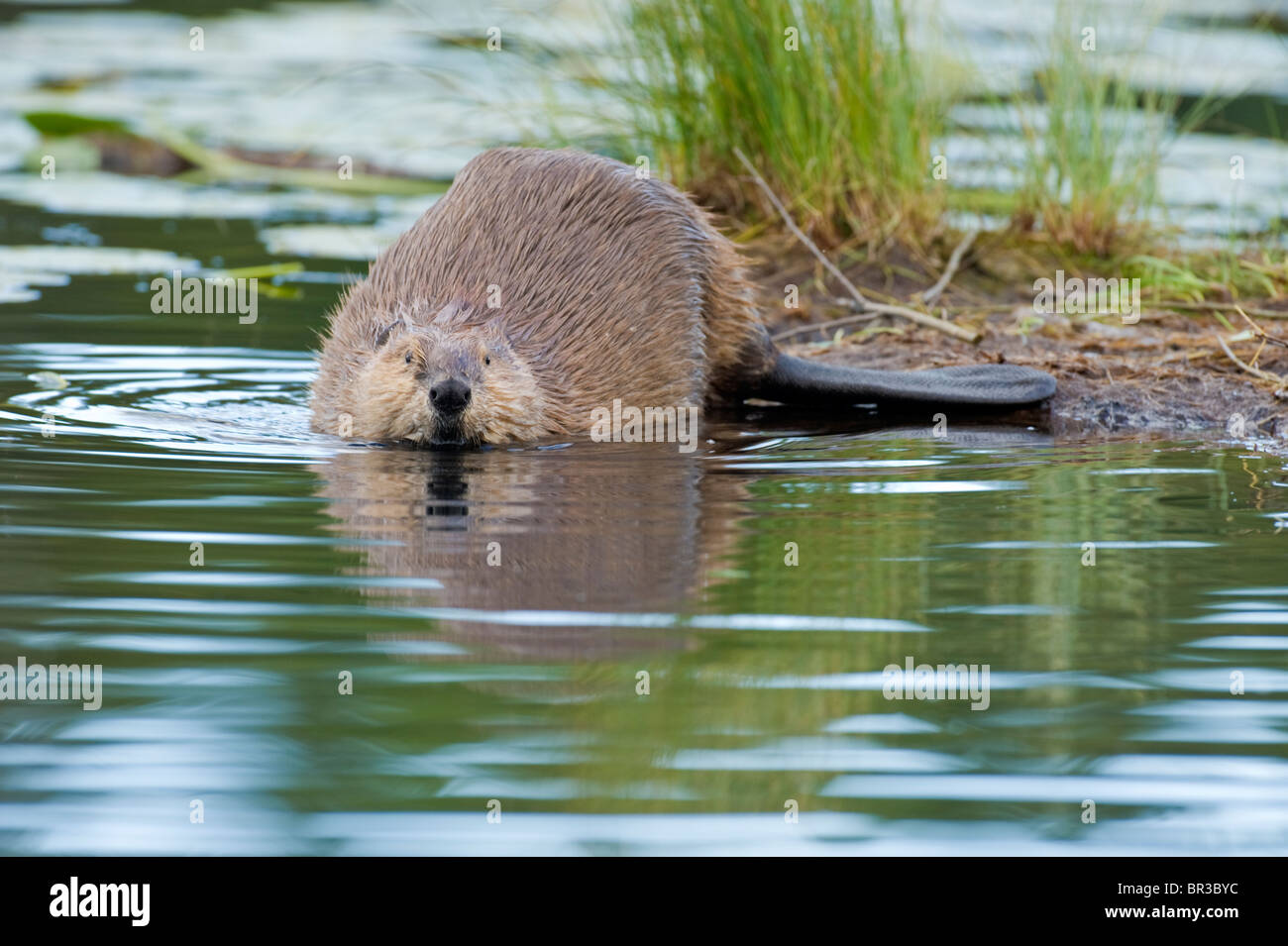 Un wild Canadian beaver entrata in acqua da uno sputo di terra in un habitat palustre. Foto Stock