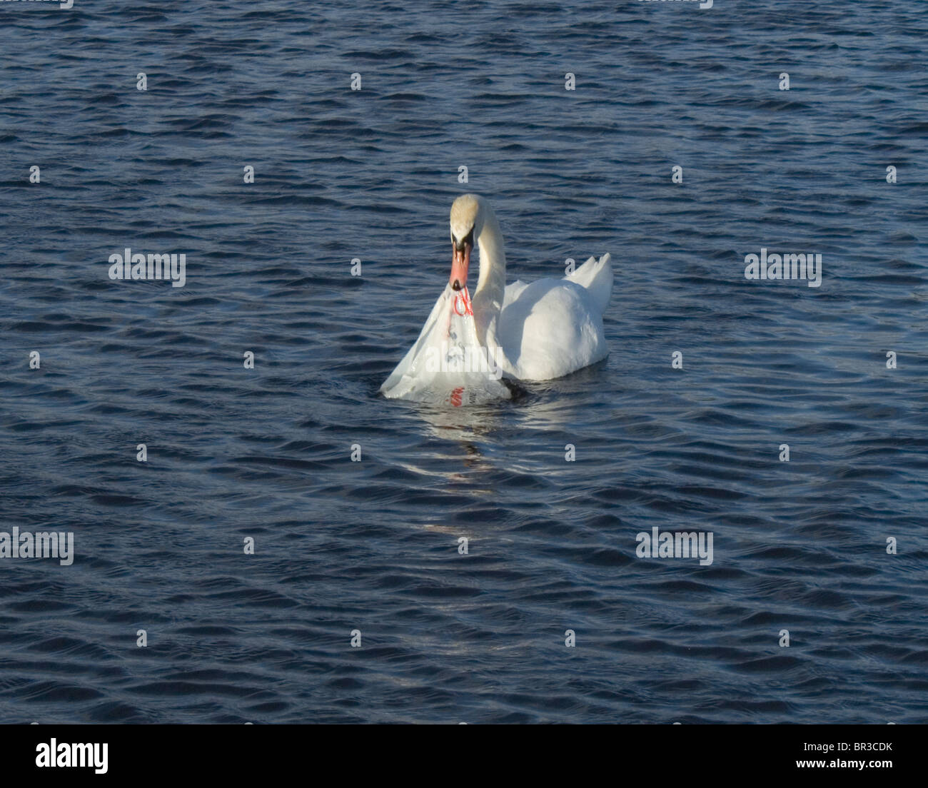 Un white swan studiando un supermercato in plastica sacco che è stato fluttuante in un laghetto in Hyde Park di Londra, Inghilterra Foto Stock
