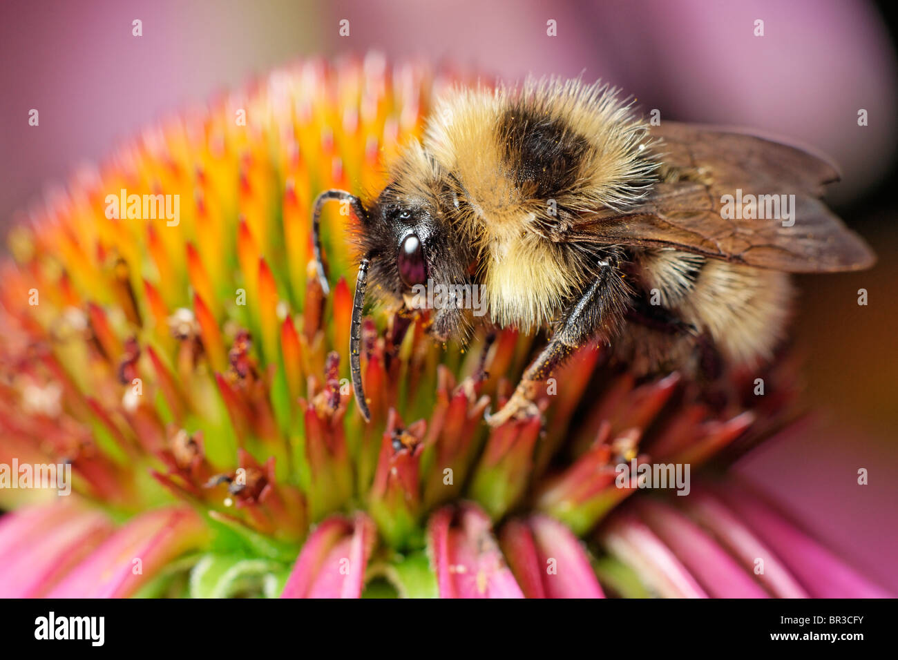 Bumblebee alimentazione su un viola Coneflower. Foto Stock