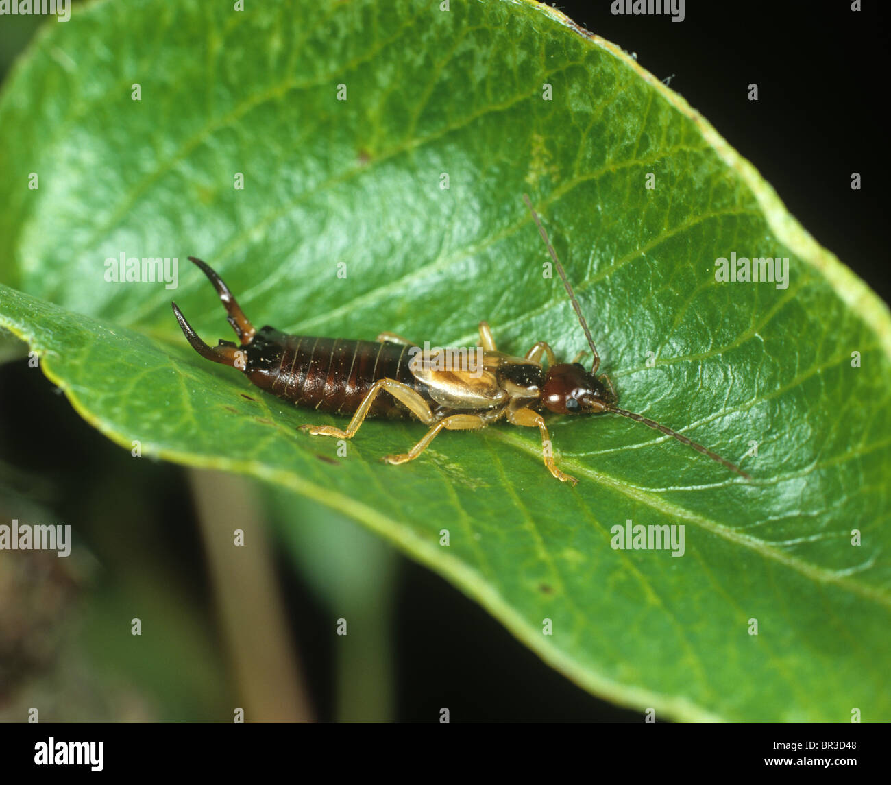 Earwig (Forficula auricularia) maschio su una foglia di pera Foto Stock
