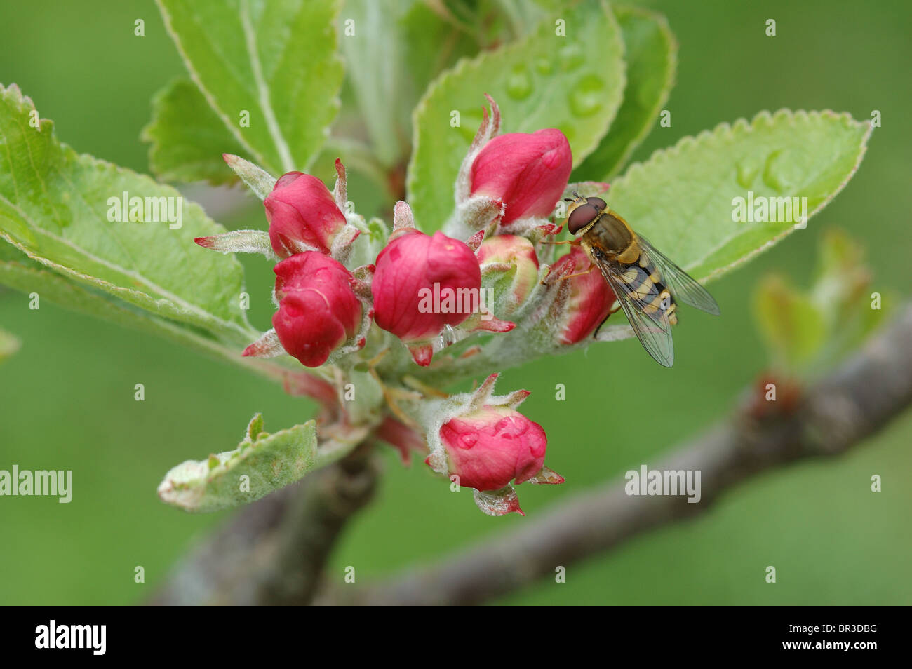 Passare il puntatore del mouse-fly (Syrphus ribesii) a inizio stagione su apple germoglio di fiore Foto Stock
