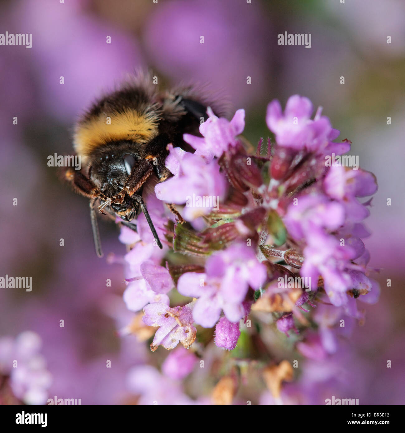 Bumblebee alimentando il timo. Foto Stock