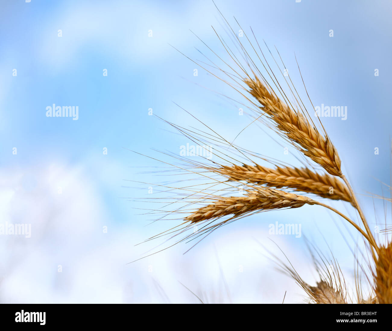 Close up mature spighe di grano contro il bellissimo cielo di nuvole. Messa a fuoco selettiva. Foto Stock