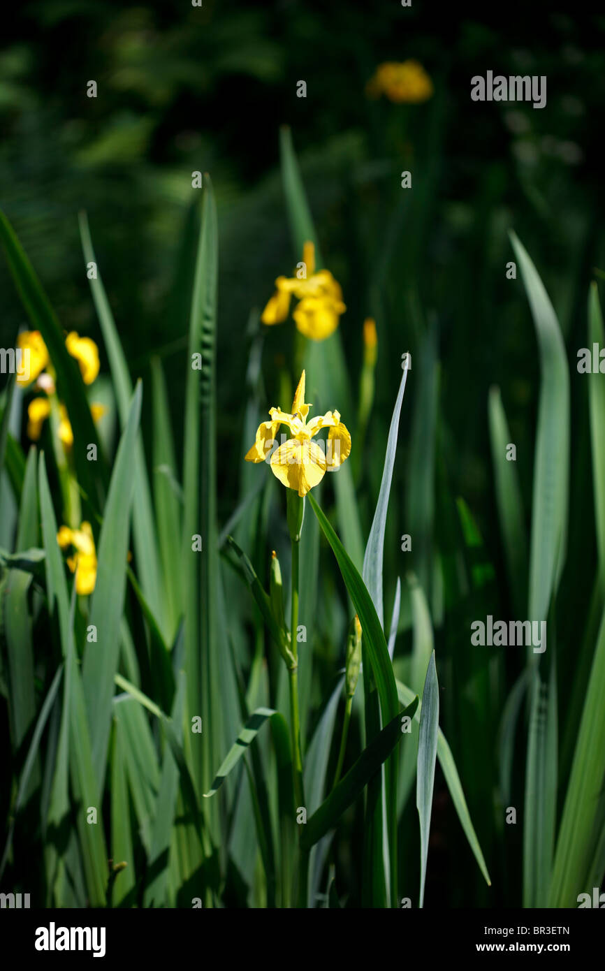 Luce del sole dorato sulla bandiera gialla Iris, Iris pseudacorus Foto Stock